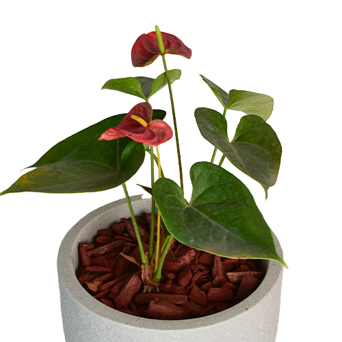  ANTURIO ROJO EN MACETA PREMIUM 