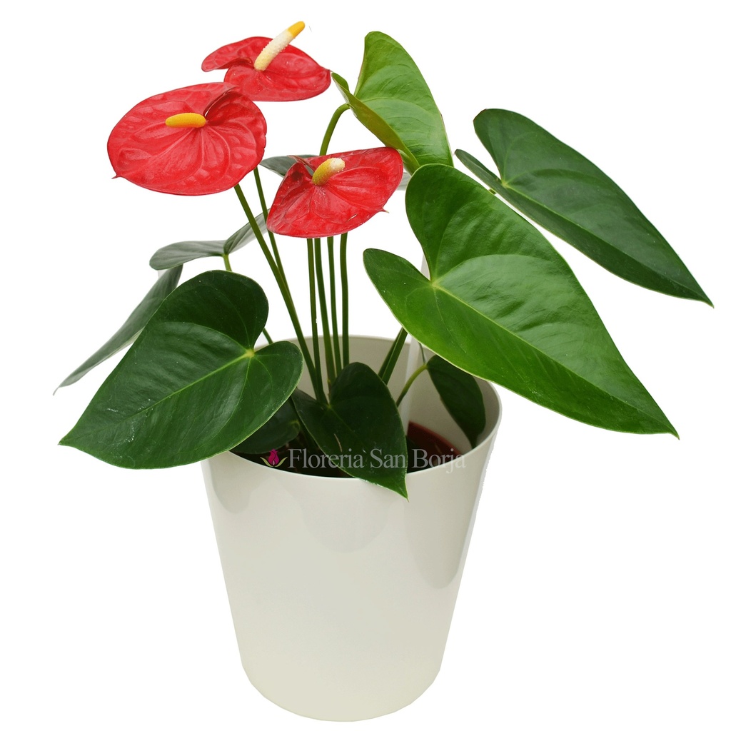  ANTURIO ROJO EN MACETA PREMIUM 