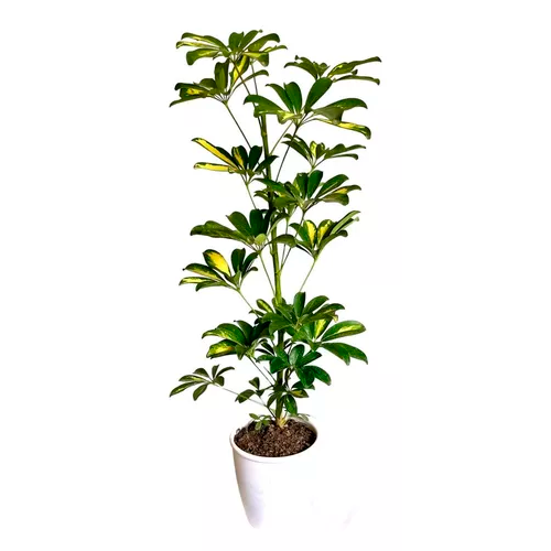  CHEFLERA GIGANTE EN MACETA PREMIUM 