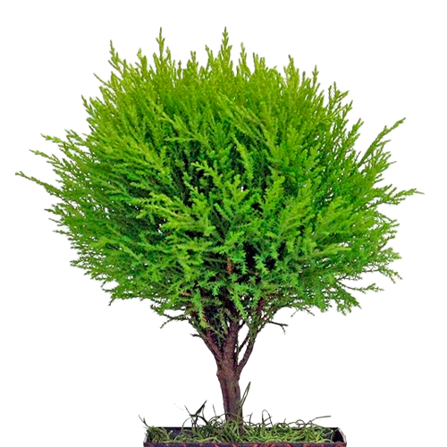  CIPRES LIMON ESFERICO EN MACETA PREMIUM 50CM APROX