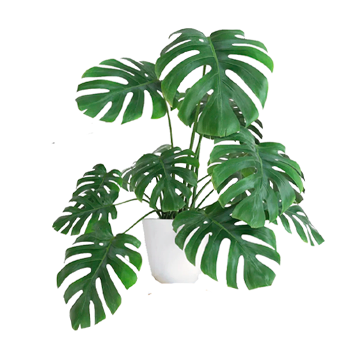  COSTILLA DE ADAN EN MACETA PREMIUM  50-75CM APROX