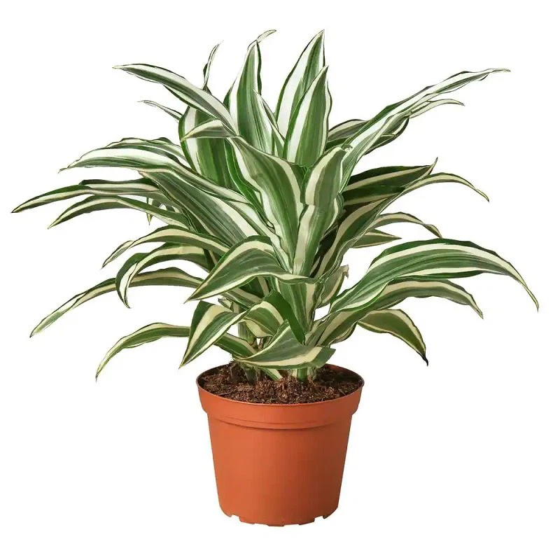  DRACENEA BLANCA EN MACETA PREMIUM 