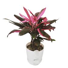  DRACENEA ROJA EN MACETA ESTILO PIEDRA 50CM APROX