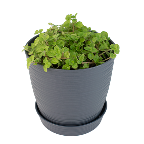  LLAMA PLATA EN MACETA ESTILO PIEDRA 25CM APROX 