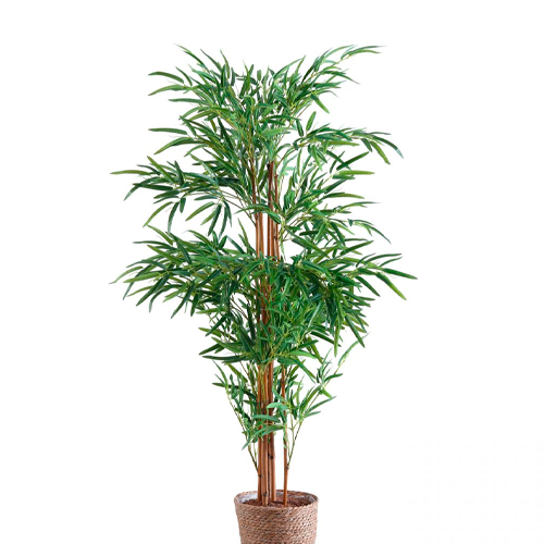  LUCKY BAMBOO EN MACETA PREMIUM 50CM APROX
