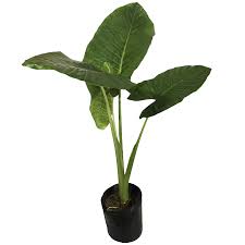  OREJA DE ELEFANTE EN MACETA ESTILO PIEDRA 50CM APROX