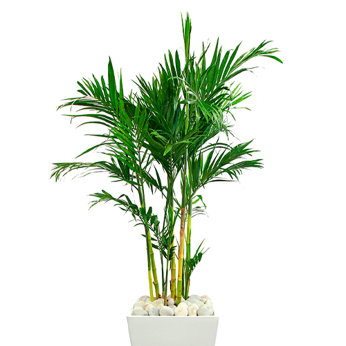  PALMERA BAMBU EN MACETA PREMIUM 50-75CM APROX