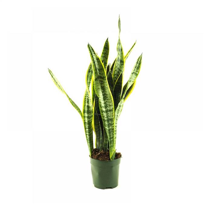  SANSEVIERIA EN MACETA PREMIUM 50CM APROX