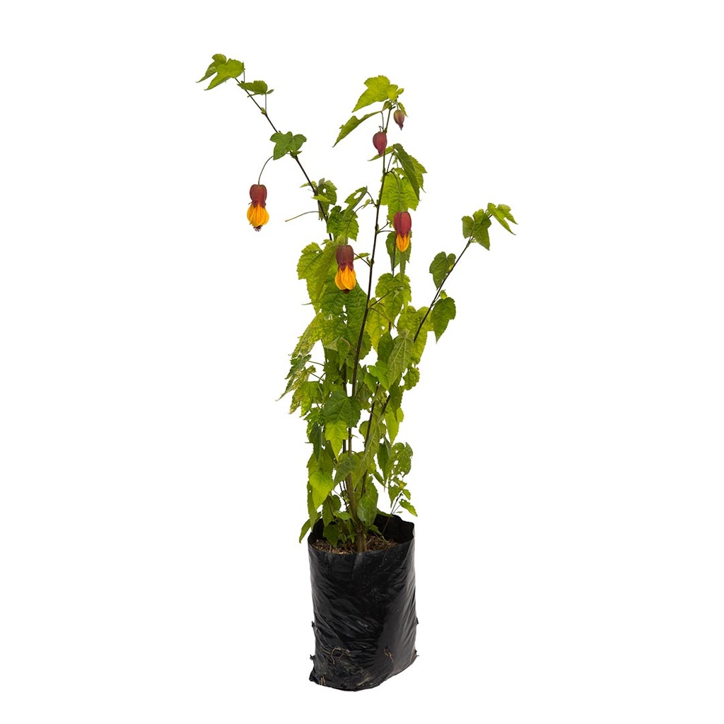 ABUTILON H50 CM APROX. / BOL