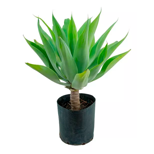 AGAVE 100 CM APROX. / M - PLA