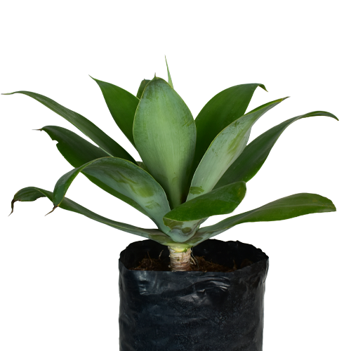 AGAVE 100 CM APROX. / M - PLA