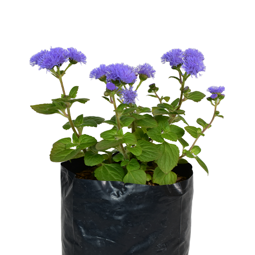 AGERATUM H25 CM APROX. / BOL