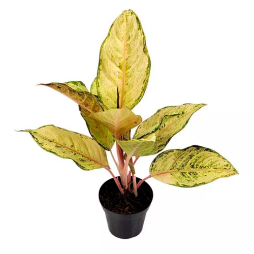 AGLAONEMA AMARILLA H50 APROX. / BOL
