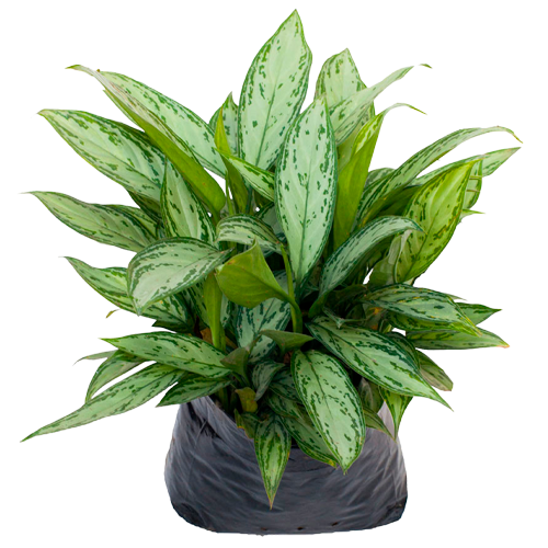 AGLAONEMA GIGANTE H50 CM APROX. / M - PLA