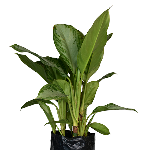 AGLONEMIA GIGANTE H50 CM APROX. / BOL