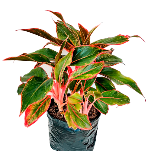 AGLONEMIA ROJO H25 CM APROX. / M-PLA