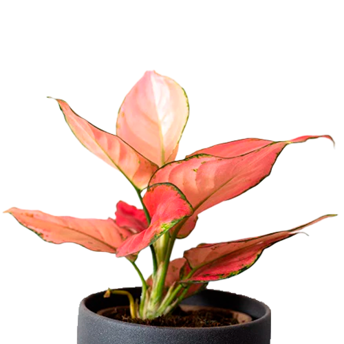 AGLONEMIA ROSADA H30 CM APROX. / BOL