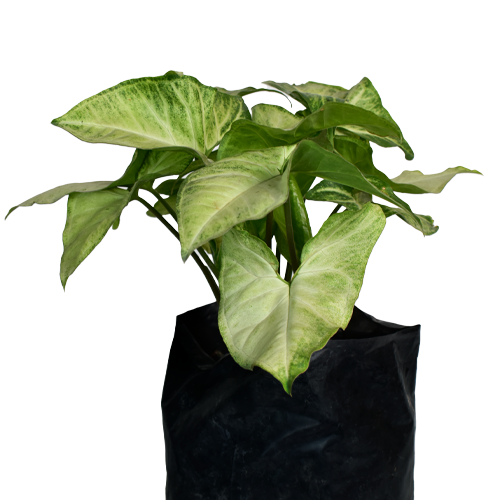 ALA DE ANGEL H25 CM APROX. / BOL