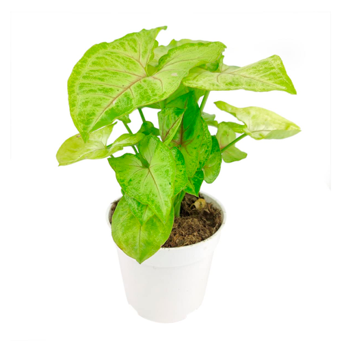 ALA DE ANGEL PRIMAVERA H25 CM APROX. / BOL