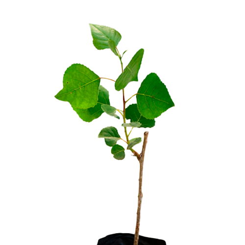 ALAMO H100 CM APROX. / BOL