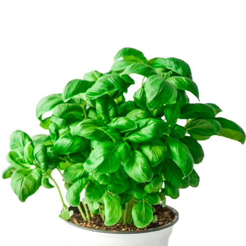 ALBAHACA H25 CM APROX. / BOL