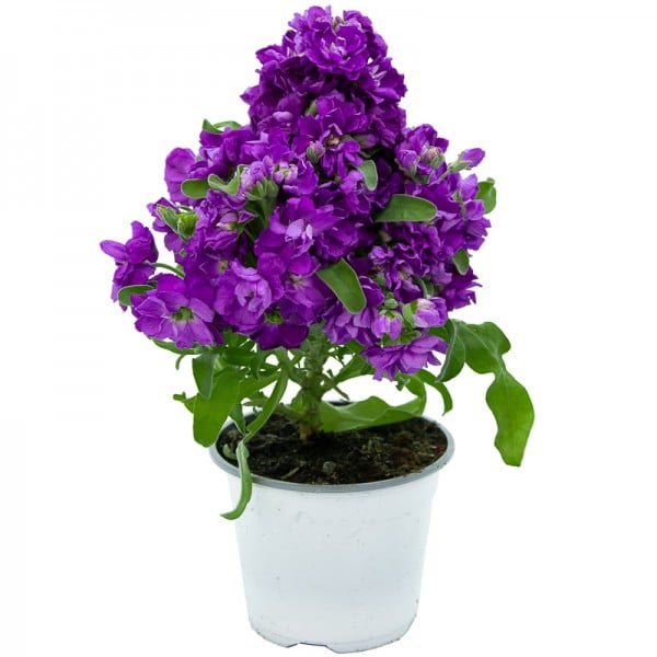 ALHELI H25 CM APROX. / BOL