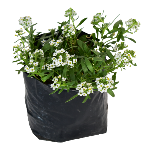 ALYSSUM H25 CM APROX. / BOL