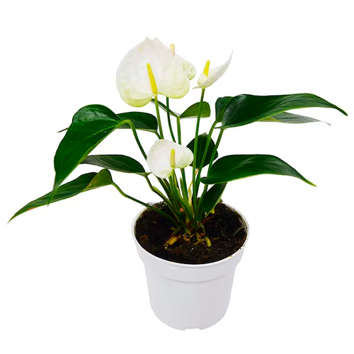 ANTURIO BLANCO H25 CM APROX. / BOL