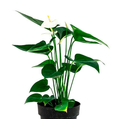 ANTURIO BLANCO H75 CM APROX. / BOL