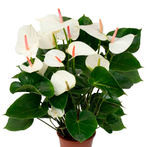 ANTURIO PLATINIUM H25 CM APROX. / BOL