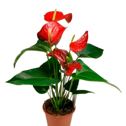ANTURIO ROJO H100 CM APROX. / M - PLA