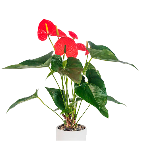 ANTURIO ROJO H50 CM APROX. / M - PLA