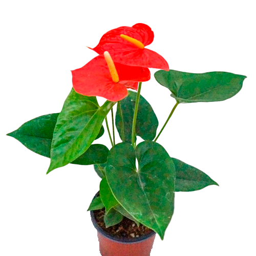 ANTURIO ROJO H75 CM APROX. / M - PLA