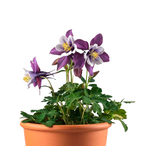 AQUILEGIA H25 CM APROX. / MAC