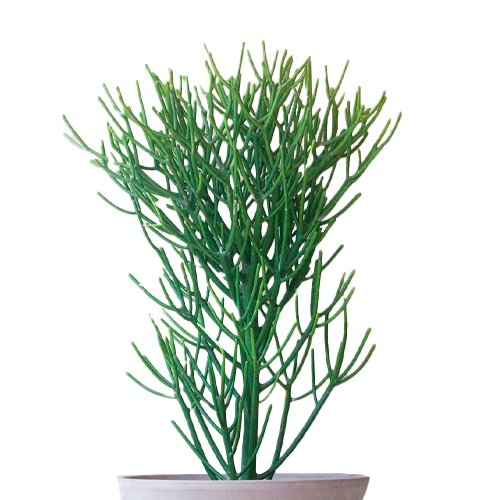 ARBOL DE LOS DEDOS H100 CM APROX. / M - PLA