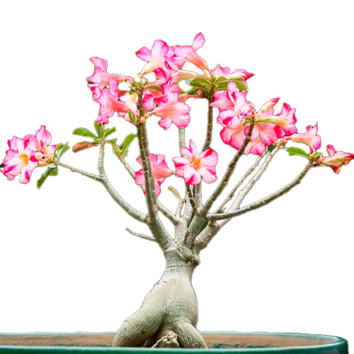 ARBOL DEL DESIERTO H25 CM APROX. / BOL