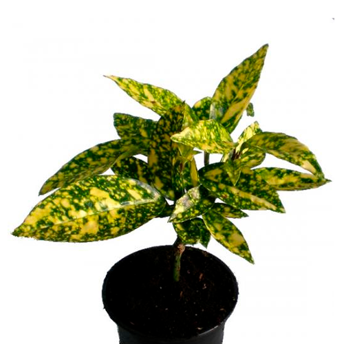 AUCUBA H25 CM / BOL