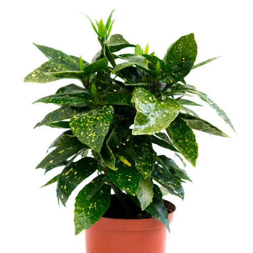 AUCUBA VERDE H50 CM APROX. / BOL #1