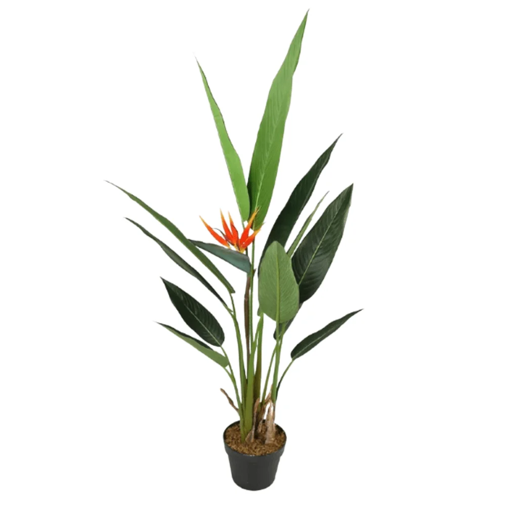 AVE DEL PARAISO H50 CM APROX. / BOL
