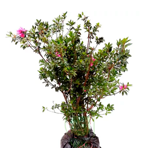 AZALEA H200 CM APROX. / BOL