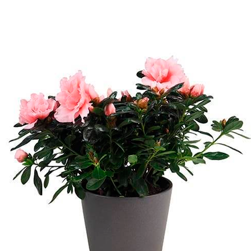 AZALEA H25 CM APROX. / M - PLA