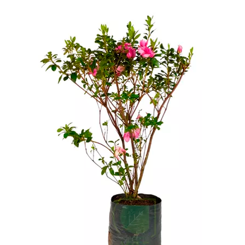 AZALEA H75 CM APROX. / BOL