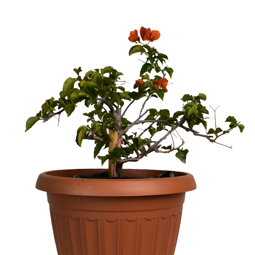 BEGONIA CRISTO REY H25 CM APROX. / M - PLA