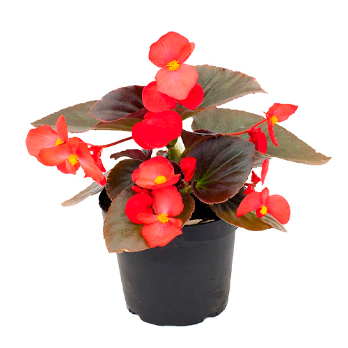 BEGONIA SIMPLE H25 CM APROX. / BOL