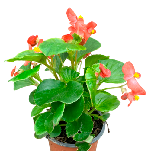 BEGONIA SIMPLE H35 CM APROX. / M - PLA