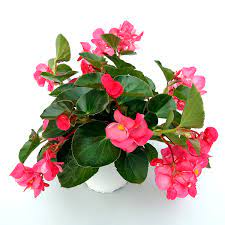 BEGONIA SIMPLE H50 CM APROX. / BOL