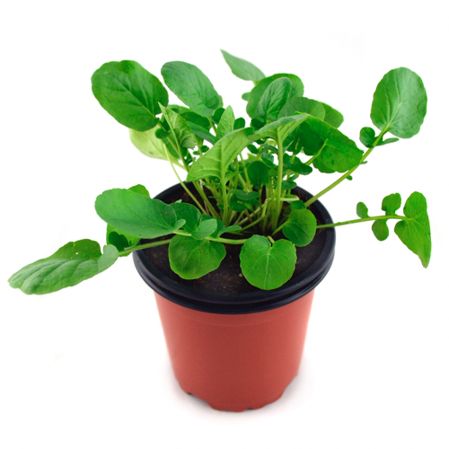 BERRO LIMA H25 CM APROX. / BOL