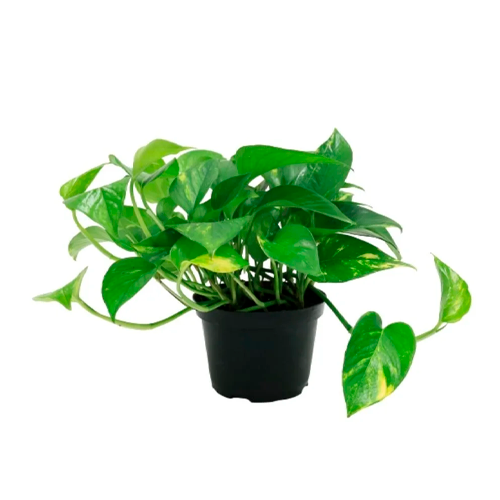 BOA VERDE H25 CM APROX. / BOL O M - PLA