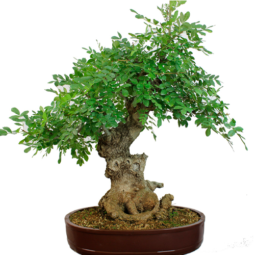 BONSAI FRESNO CON LAGUNA H50 CM APROX. / M - CEM