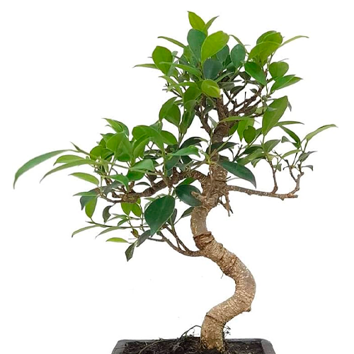 BONSAI H25 CM APROX / M - ARC #2